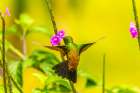 Caribbean-Trinidad-Asa Wright Nature Center Copper-rumped hummingbird feeding on vervine flower Art Print